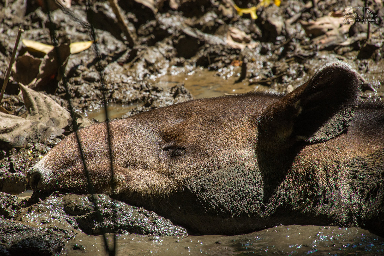 Corcovado - Closeup Bairds tapir Closeup van een Bairds tapir (tapirus bairdii) in Corcovado national park. Stefan Cruysberghs